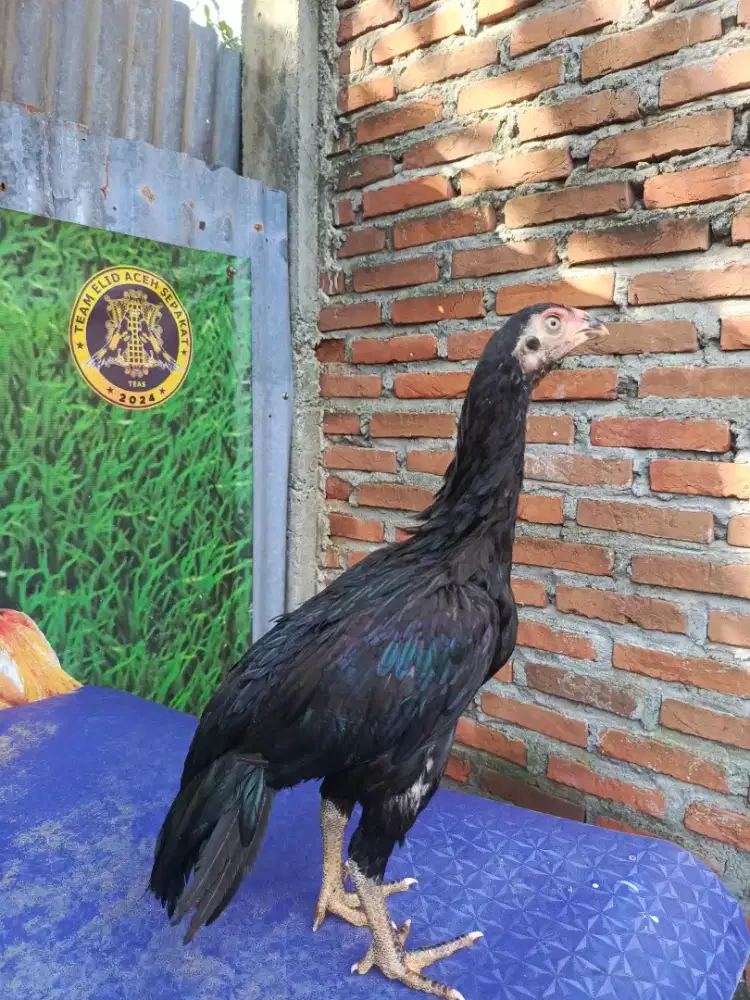 Ayam betina aseel parrot ori