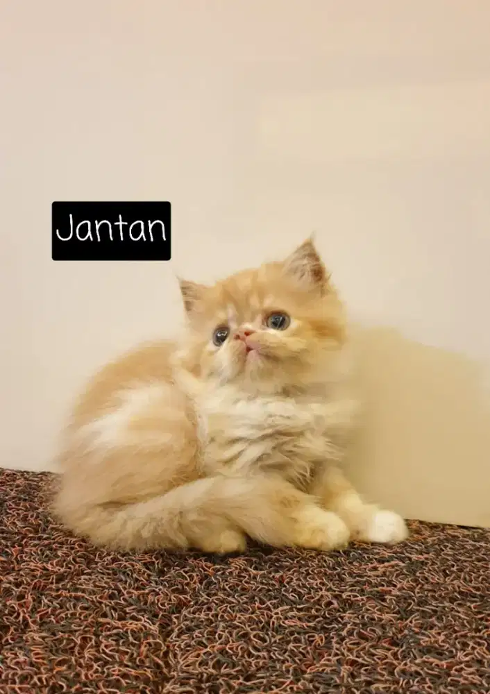 Kucing persia kitten flatnose
