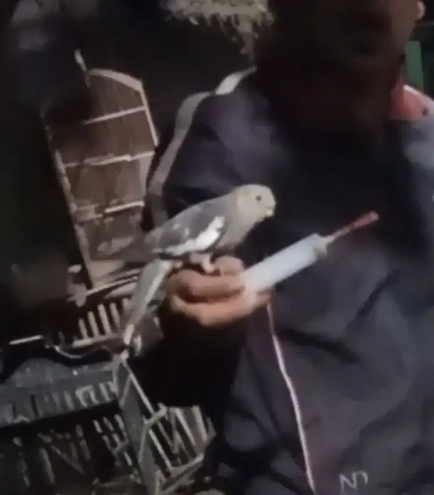 Burung falk skill bommerang