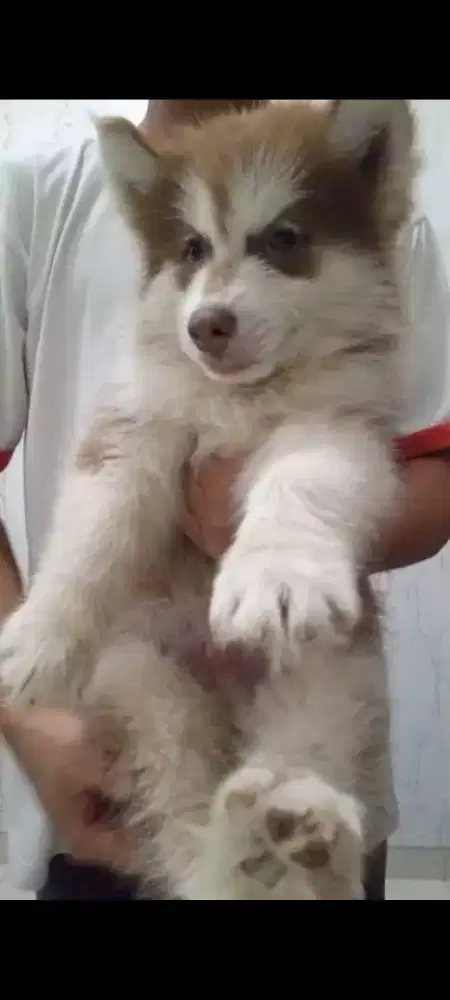 PUPPIES SIBERIAN HUSKY JANTAN