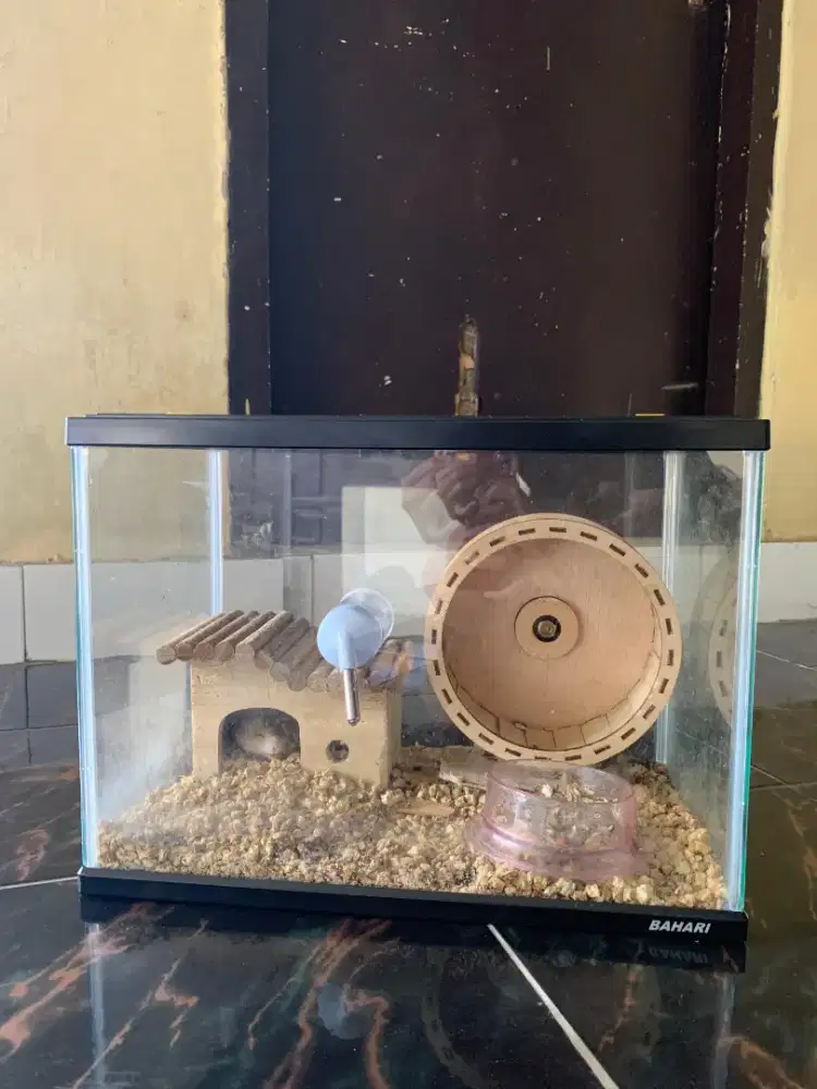 Kandang lengkap dengan 2 hamster