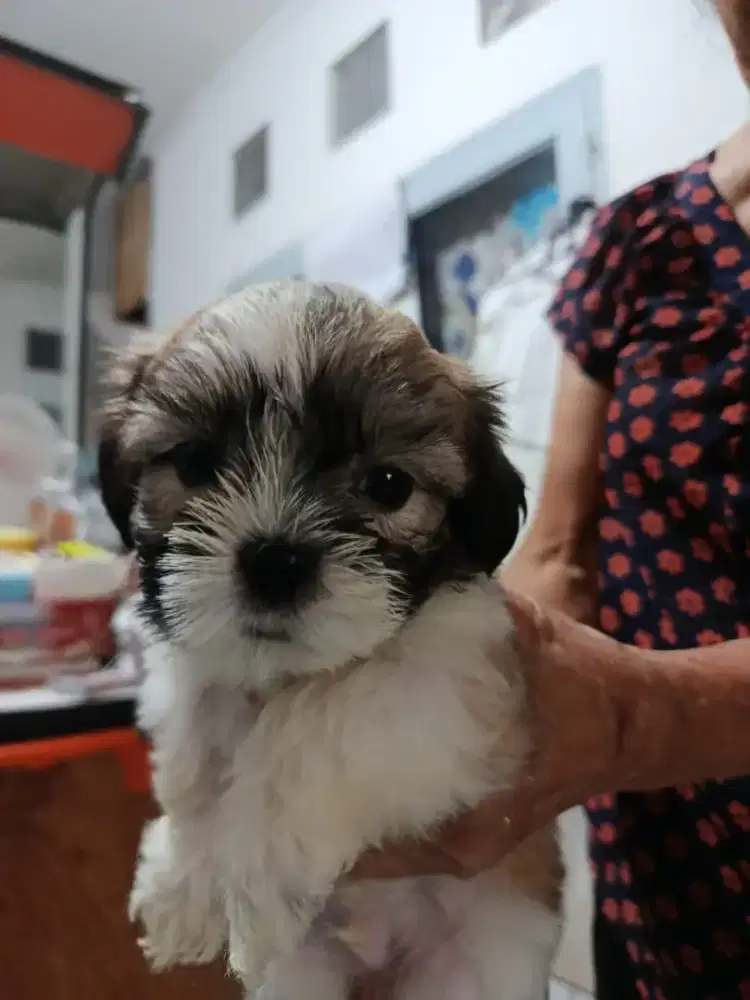 Anjing ShihTzu pure usia 2 bulan