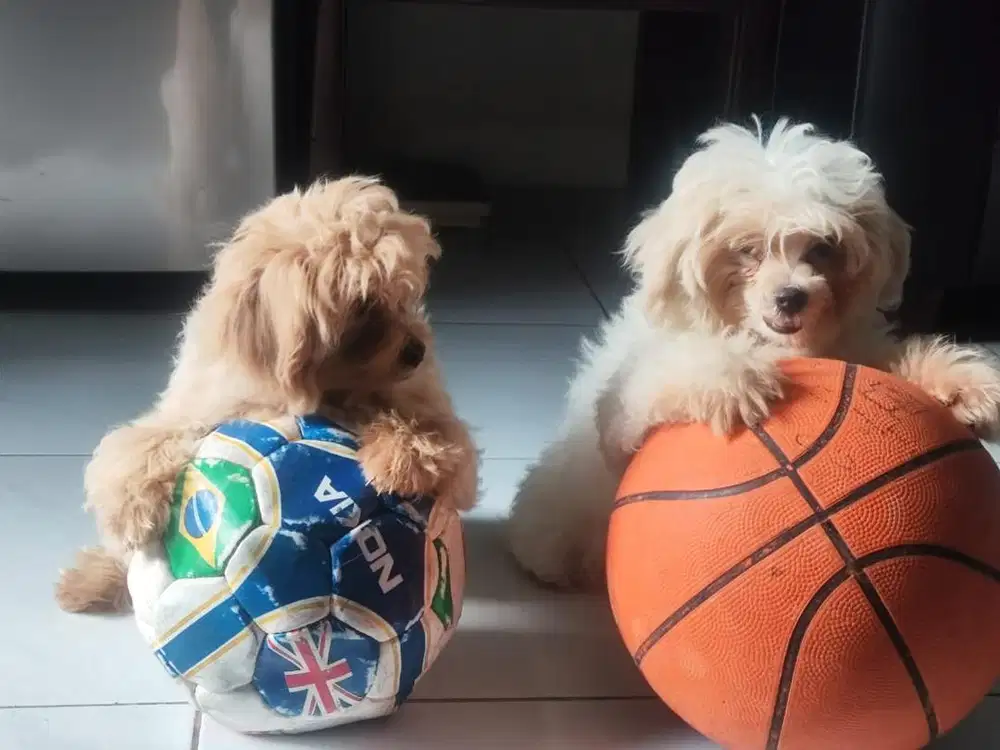 Baby maltipoo betina cantik