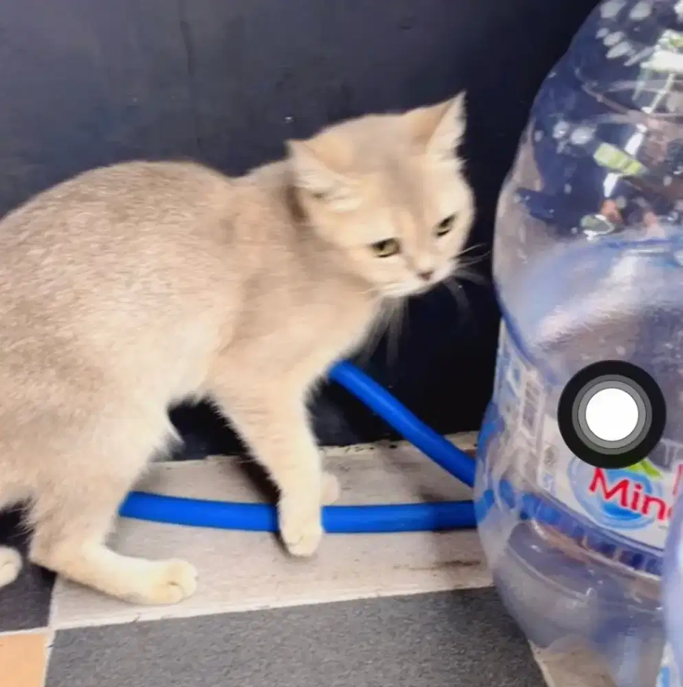 Kucing British Short Hair BSH