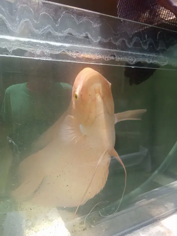 Gurame Padang ,rawatan