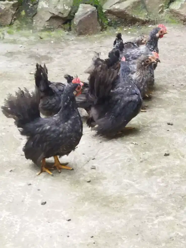 Anak ayam Kate Mataraman