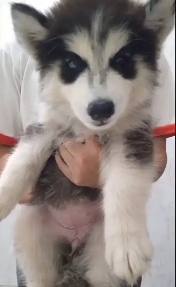 PUPPIES SIBERIAN HUSKY