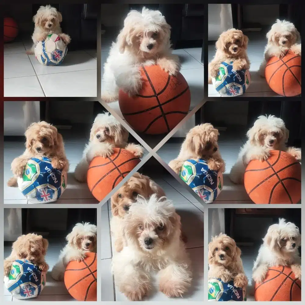 Baby maltipoo betina cantik