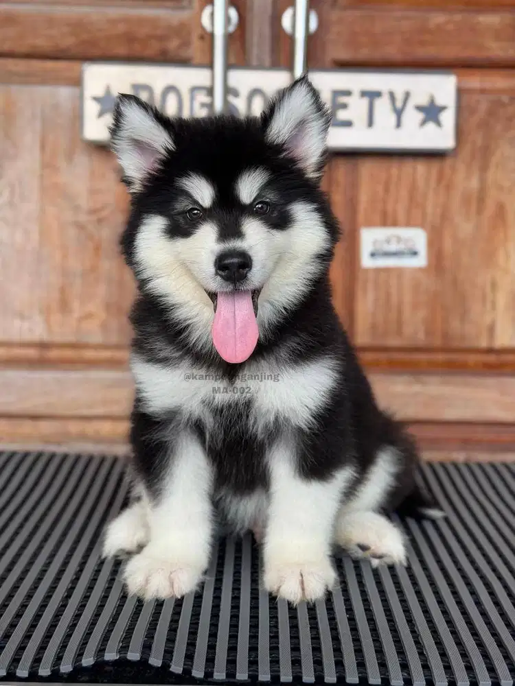 Alaskan Malamute, Puppy Gagah dan Super Fluffy!