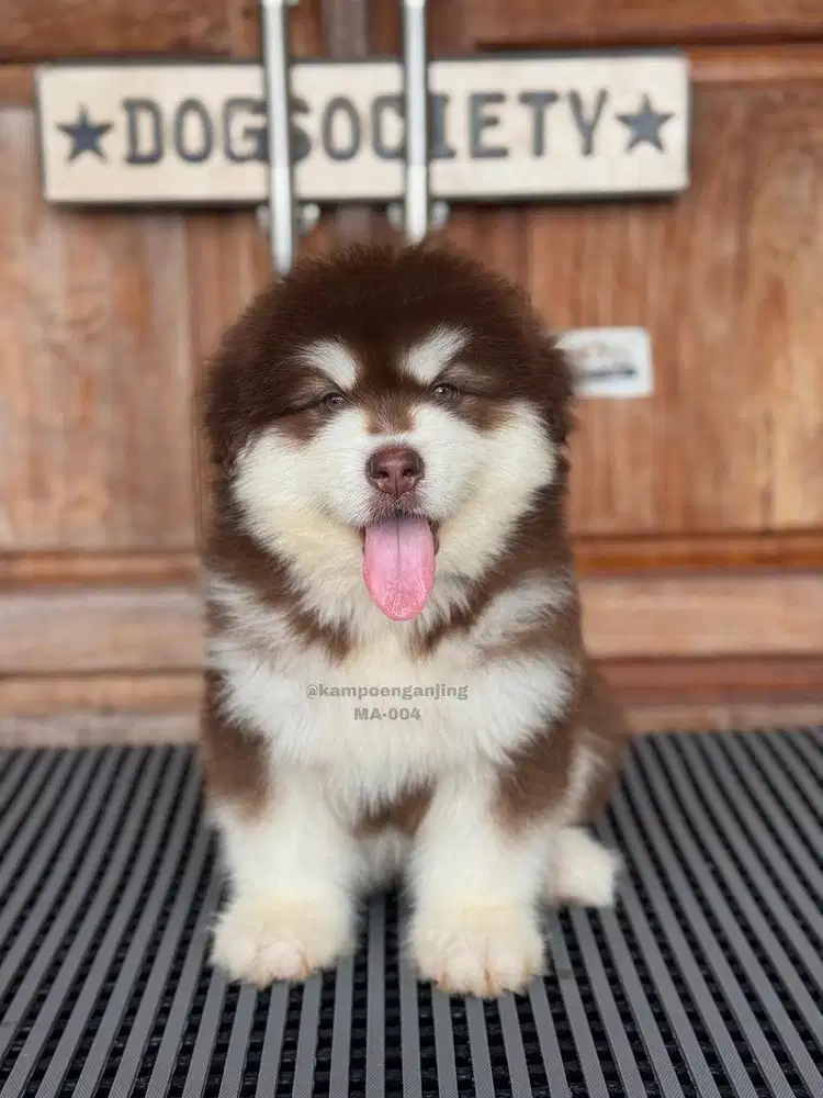 Puppy Alaskan Malamute, Besar, Lucu, dan Penuh Energi!
