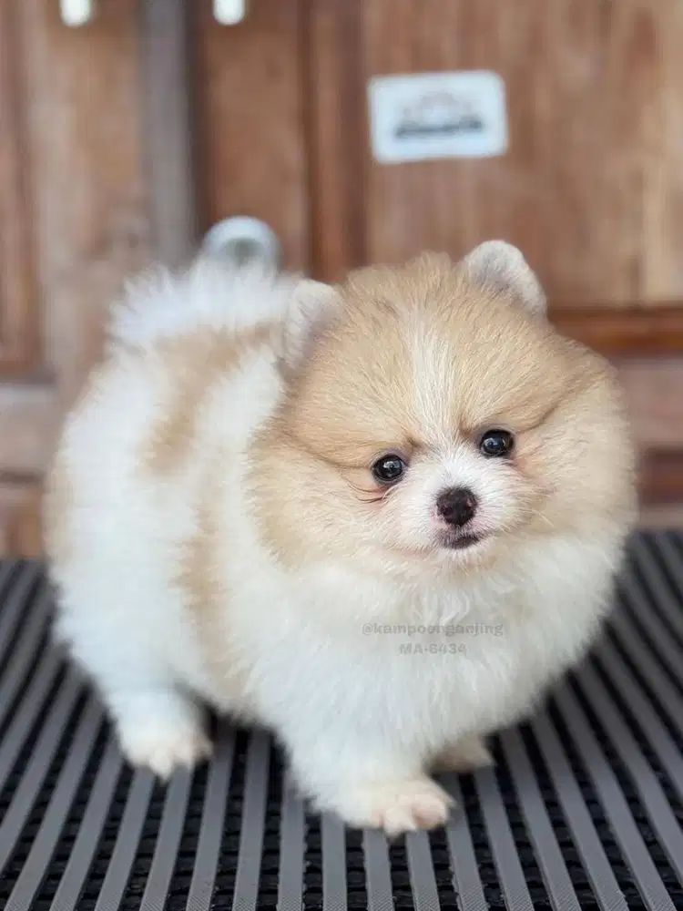 Pomeranian German Spitz Jantan, Puppy Super Fluffy!