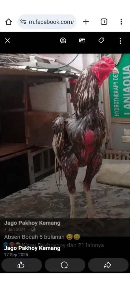 Ayam Bangkok klasik pacek