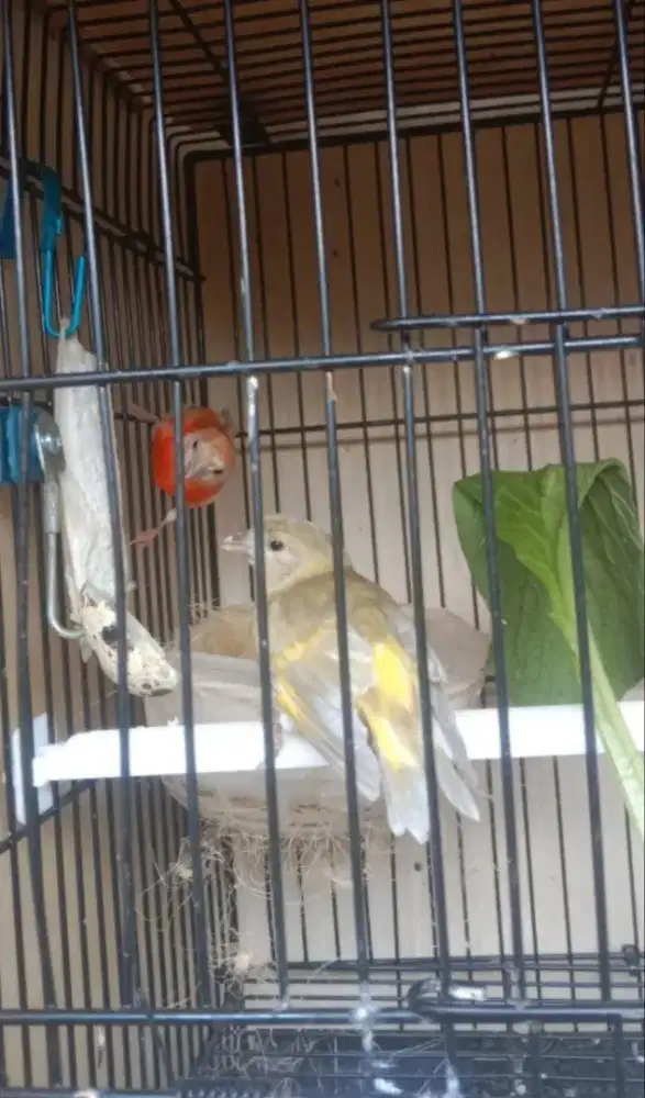 Redsiskin double dilute