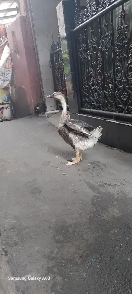 Soang bengala jantan