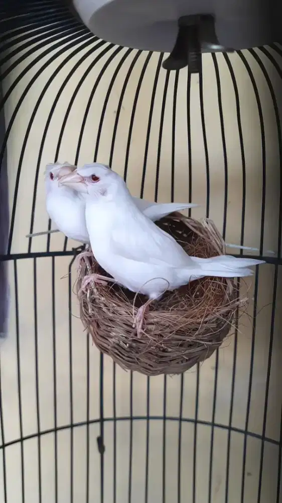 Emprit jepang mata merah jambul