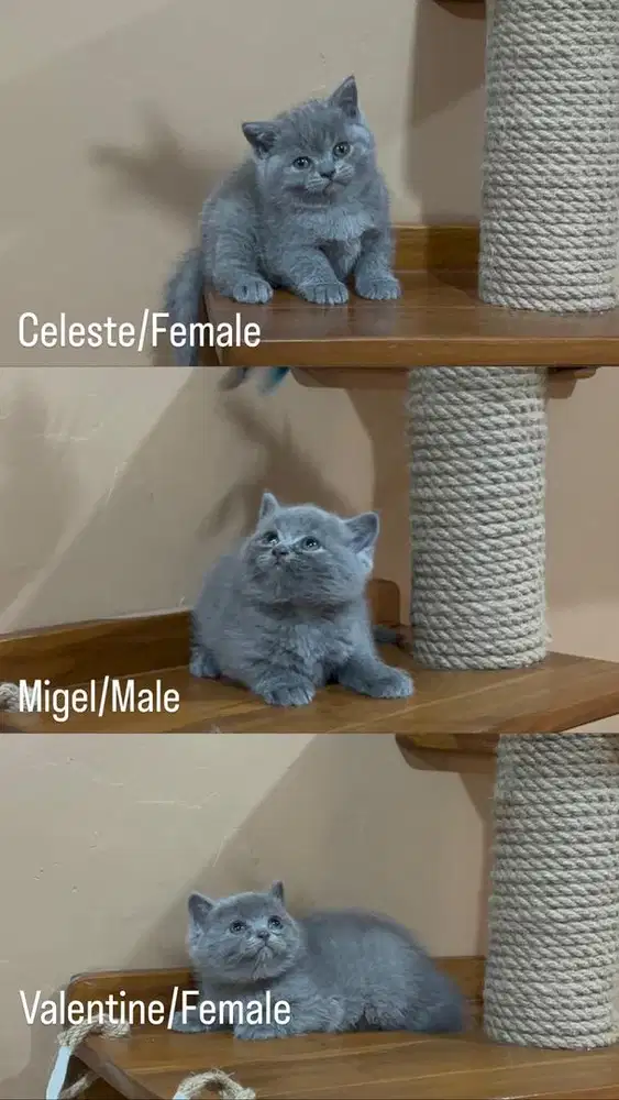 Kitten BSH blue line ped