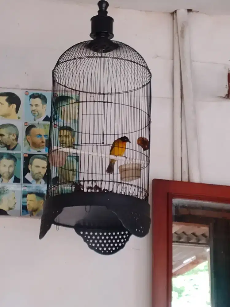 Jual Bth jual murah 1 Burung Kutilang emas Gacor BSA Utk Pancingan