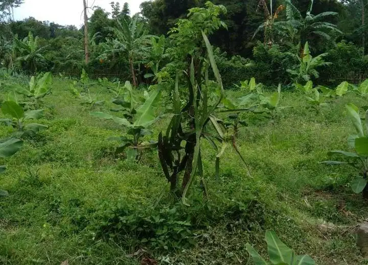 DIJUAL TANAH KOSONG!! COCOK UNTUK CLUSTER PERUMAHAN!! LOKASI STRATEGIS