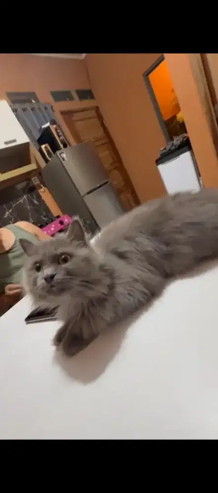 Lepas adop , lok cibarusah jonggol