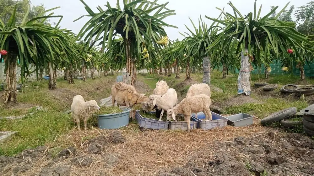 Dijual Kebun Buah Naga (750m2)