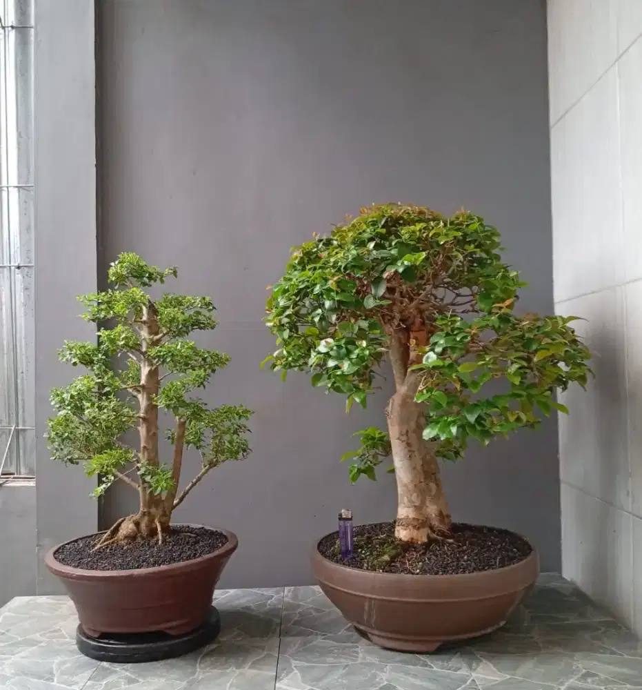 Ada 2 pot bonsai hias siap pajang