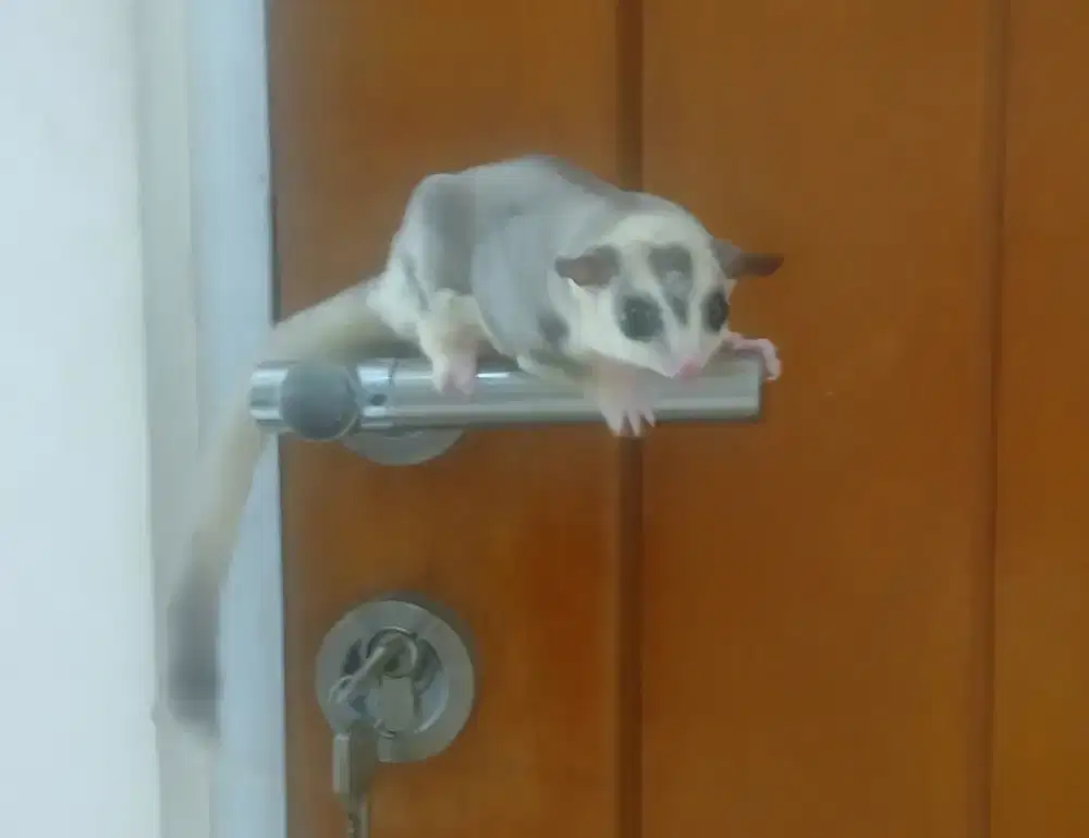 Sugar glider pejantan
