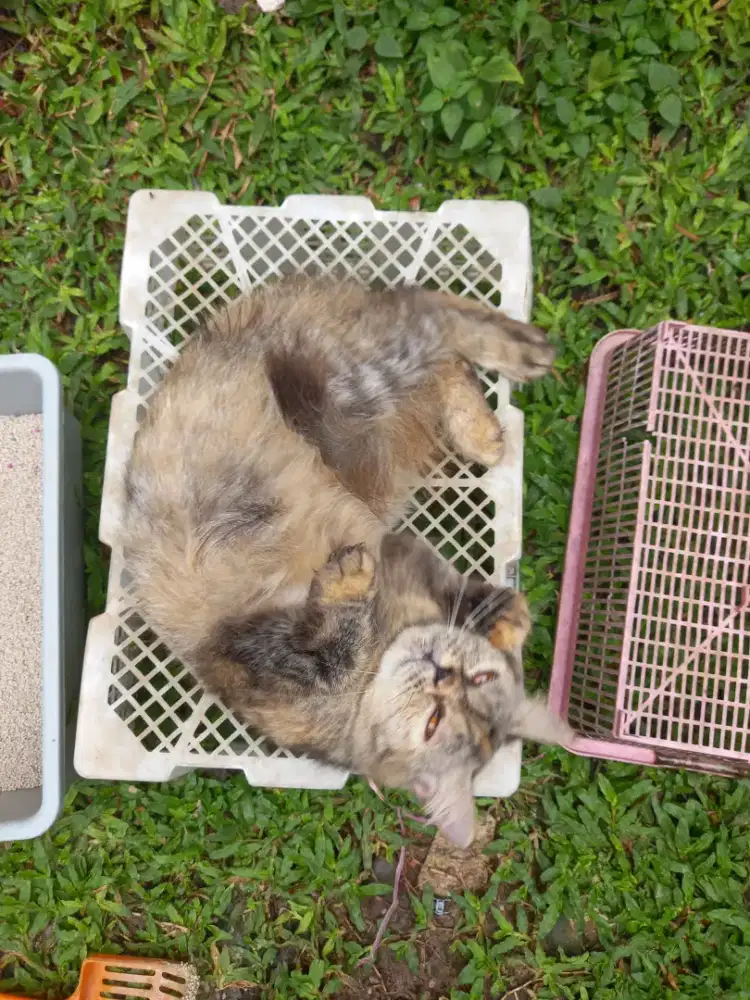 Kucing Betina Dewasa