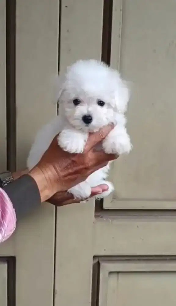 Puppy Bichon lucu lucu