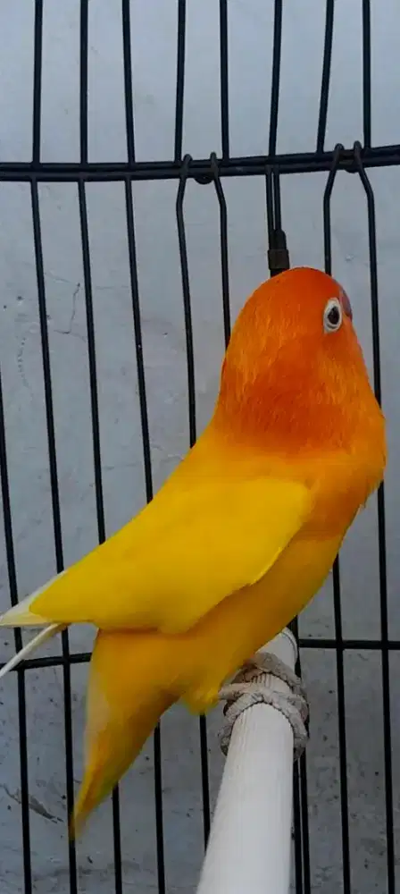 BURUNG LAKBET LUNTINO MH JANTAN GACOR BURJA