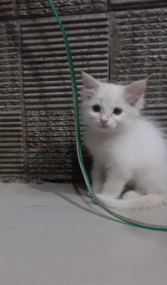 Kitten Munchkin NS betina