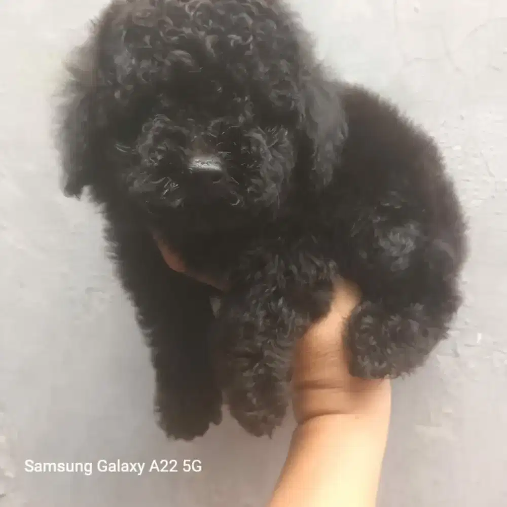 POODLE black betina 5 bulan