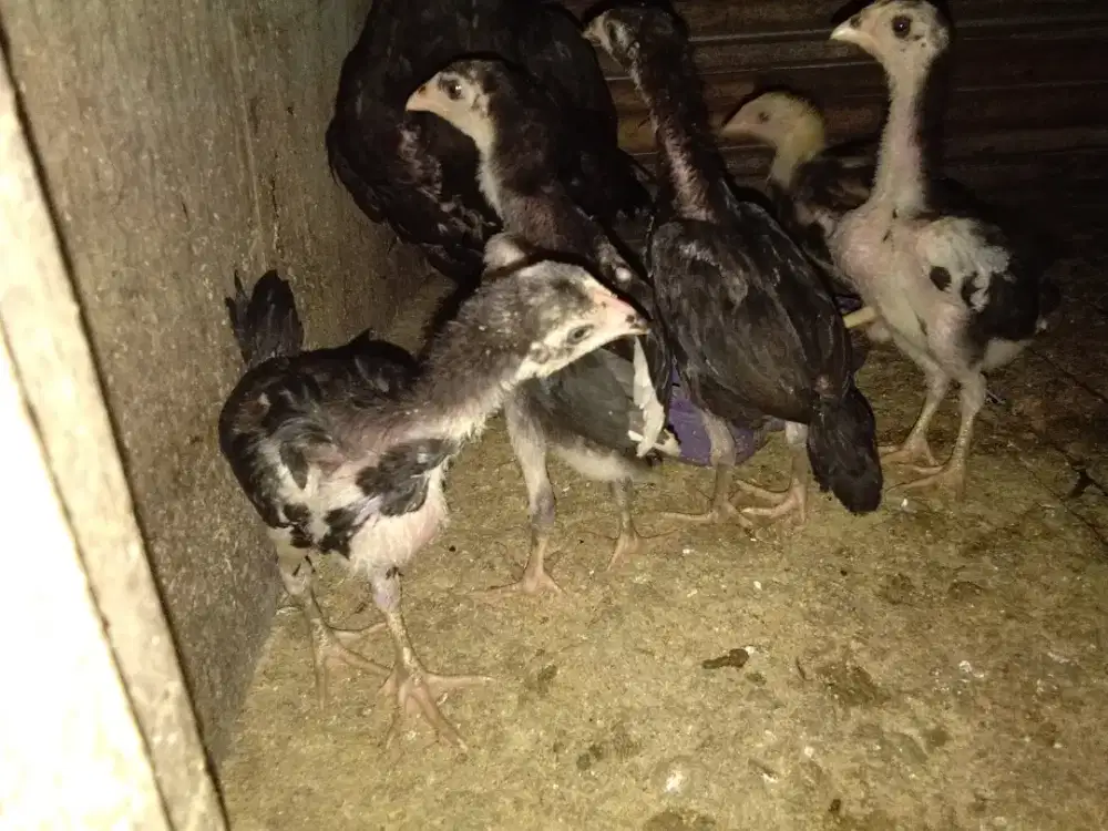 Ayam bangkok pamangon