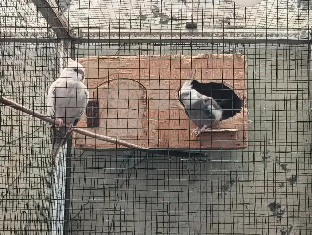 Falk Australi cockatiel white face WF