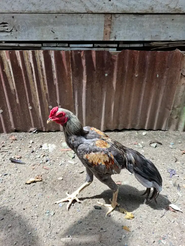 Ayam bangkok x mangon