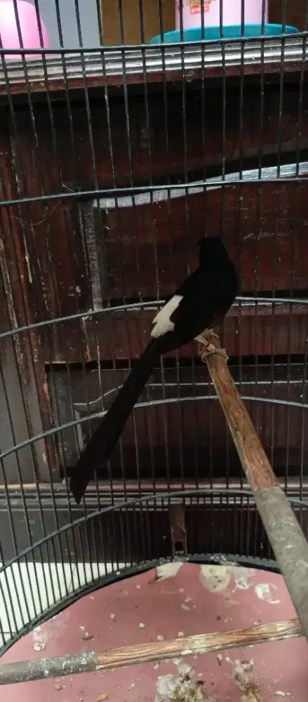 Nias Raja Gacor Usia Mapan Prestasian Double Ring..