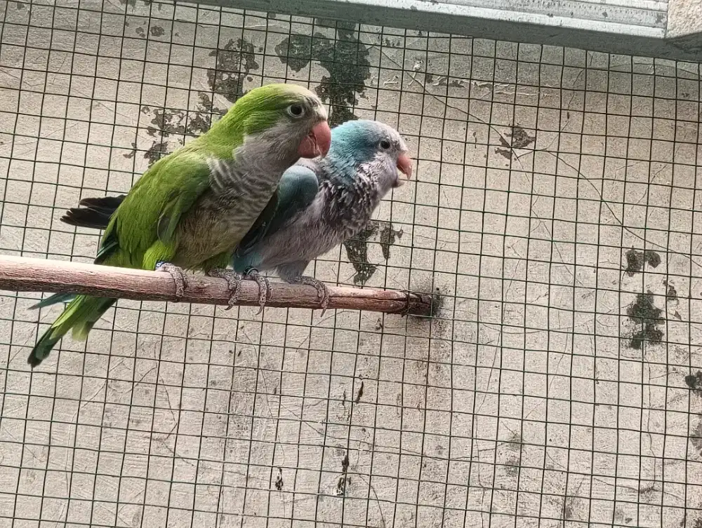 Monk parkeet sepasang DNA