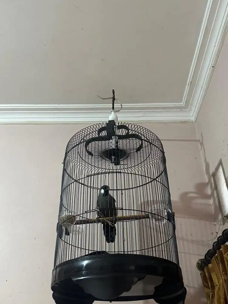 Poksay Hongkong Gacor (Pipi Putih)