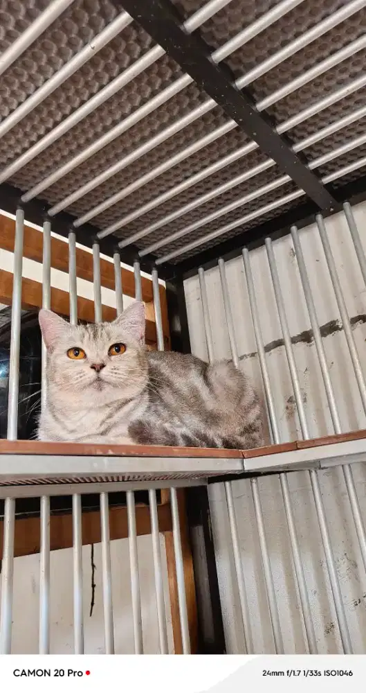 Bsh golden tabby female