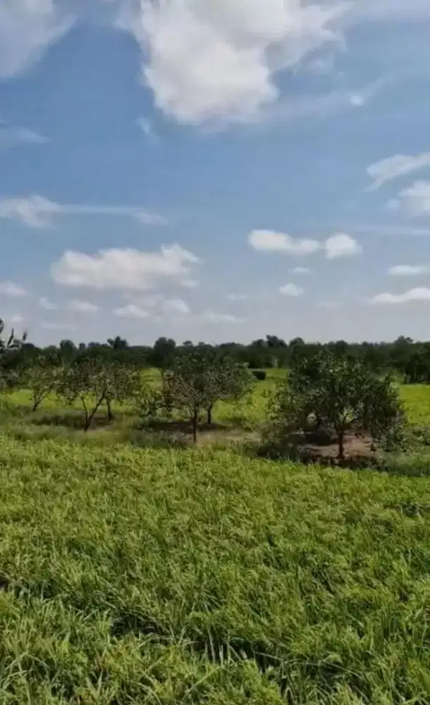 JUAL CEPAT! 3 Ha sawah+Kebun+1unit rumah di rangga surya (kp inggris)