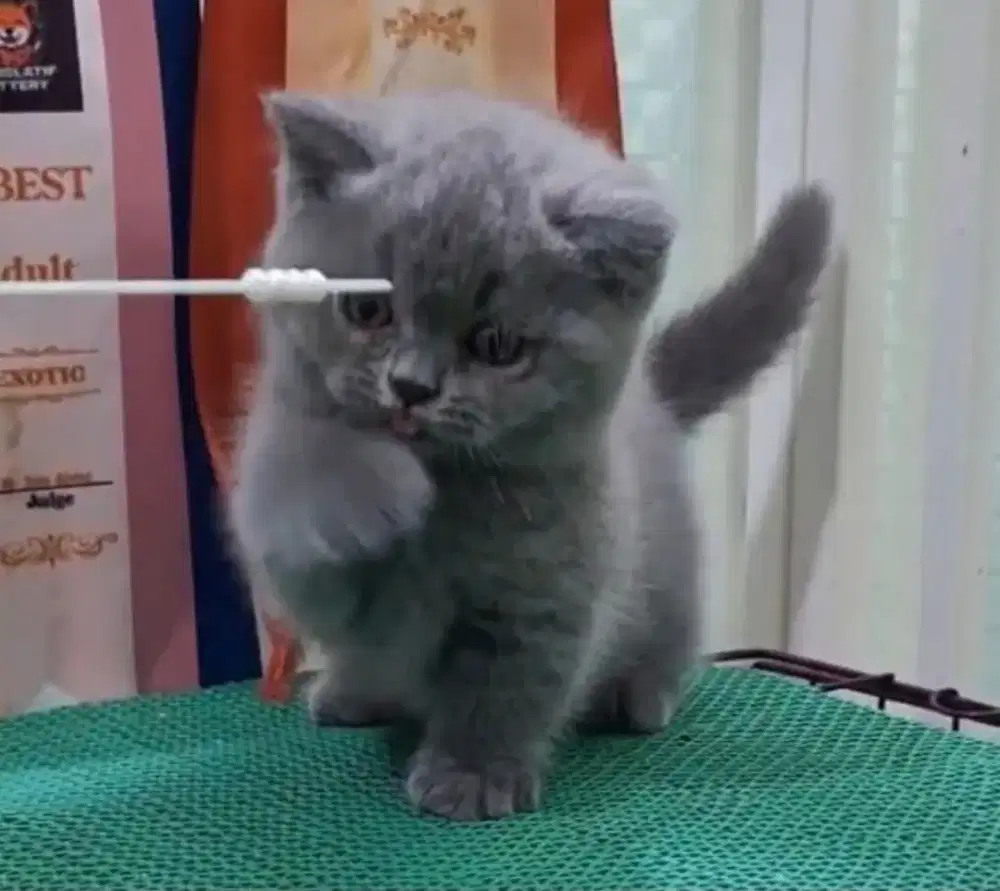 British shorthair munchkin