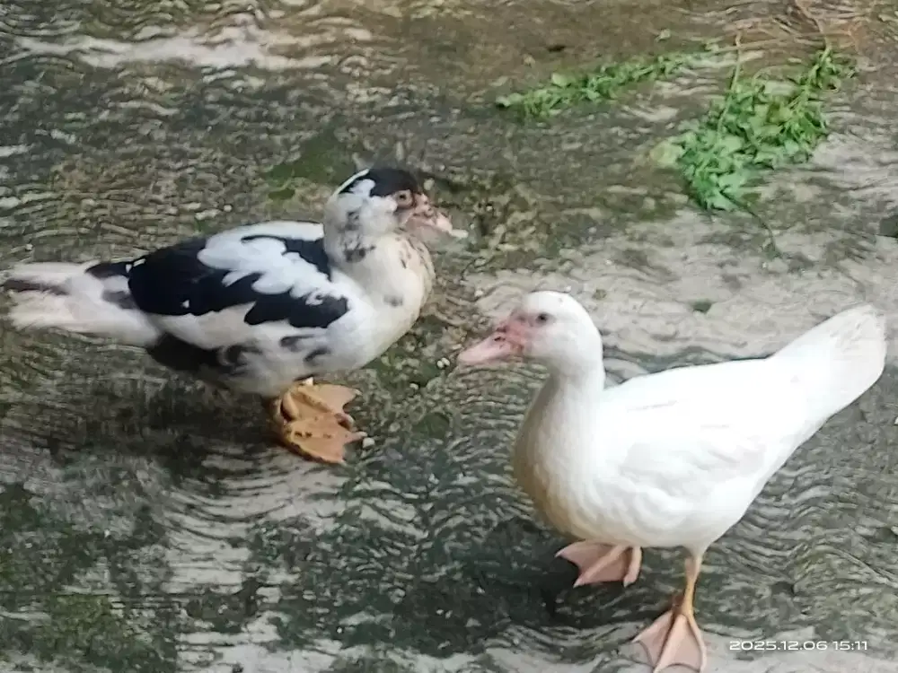 Dijual bebek 2 ekor 150k