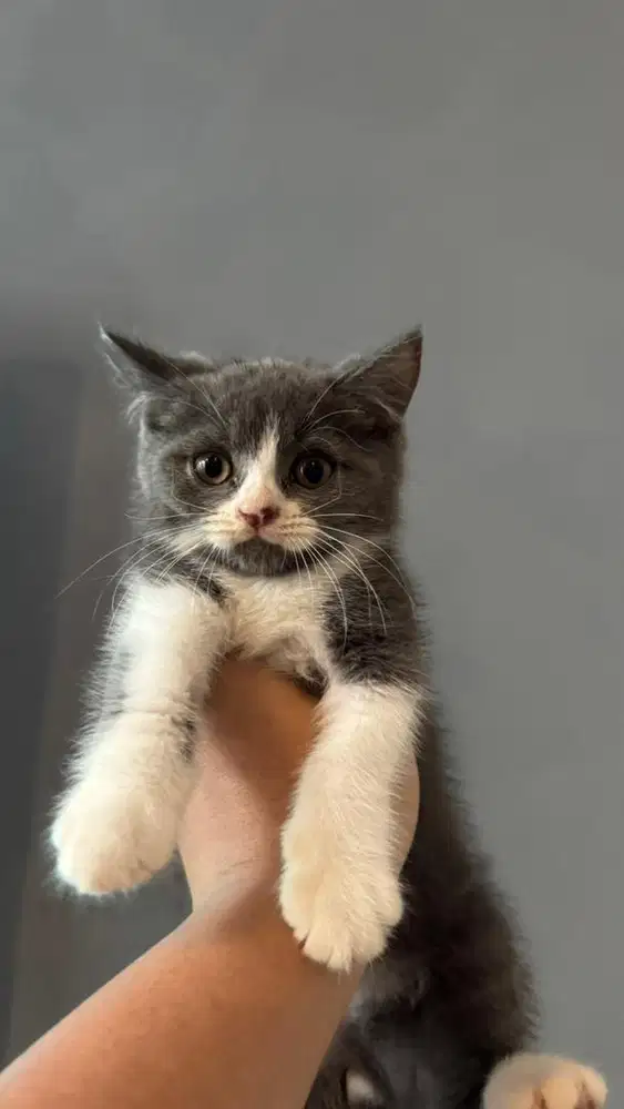 Kucing British Short Hair