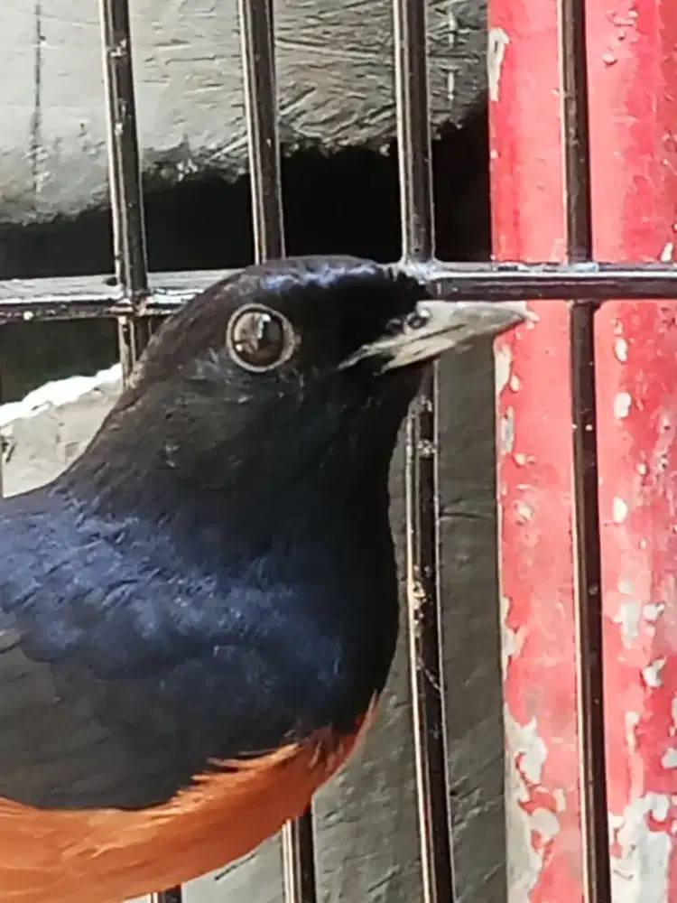 Murai Medan ORI aceh