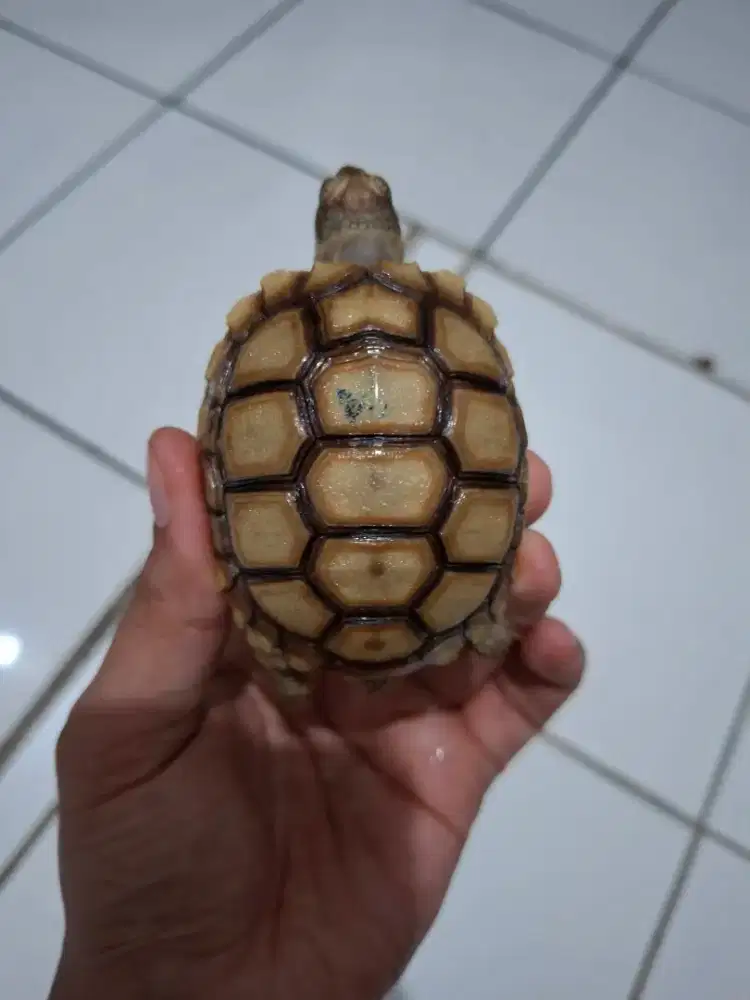 Sulcata dottles