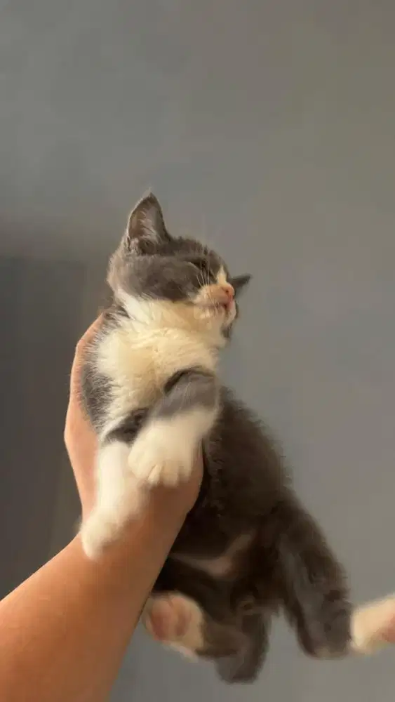 Kucing British Short Hair