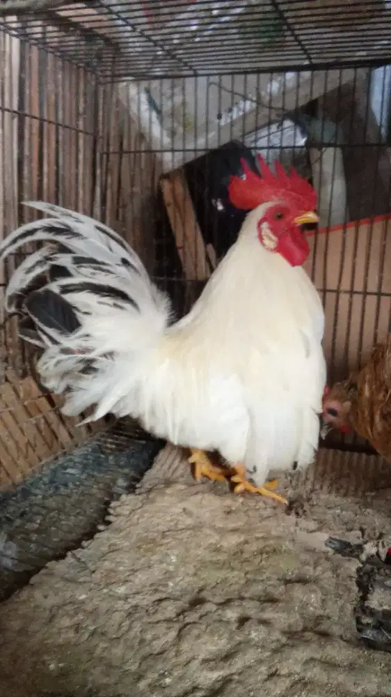 Ayam Kate jago chabo black tail