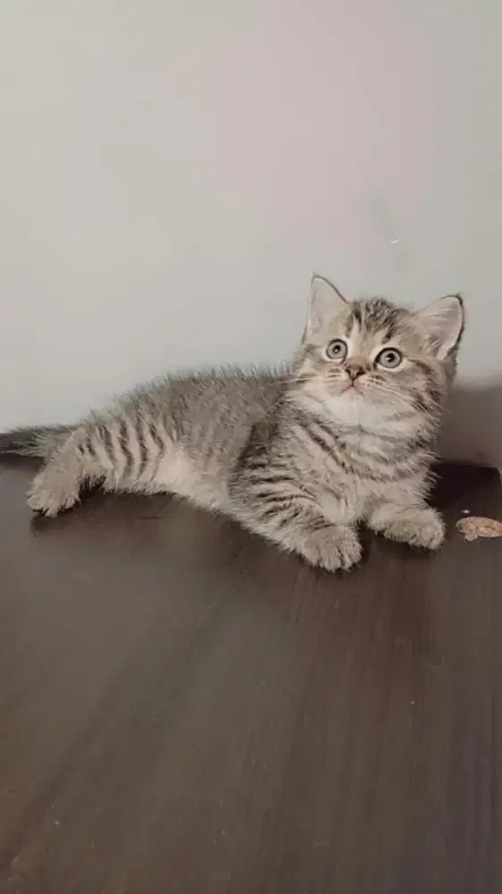 BSH NON PED GOLDEN TABBY BETINA