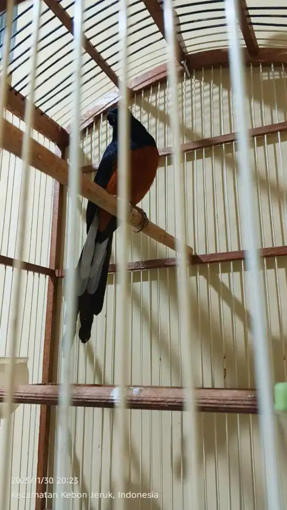 Murai batu ternakan ring