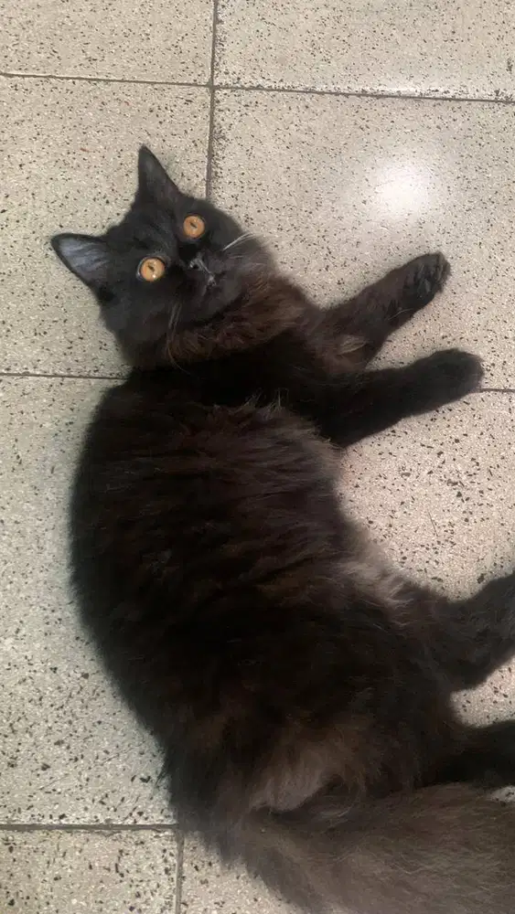 Kucing persia usia 6 bln