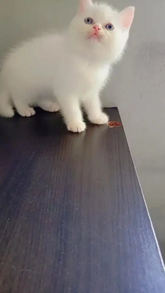 BSH NON PED WHITE SOLID MATA BIRU JANTAN